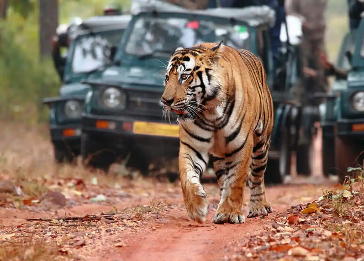 Rajasthan Wildlife Tour